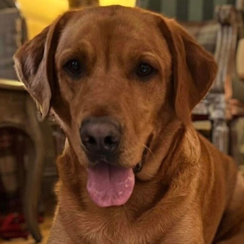 A dog at The Ulbster Arms Hotel