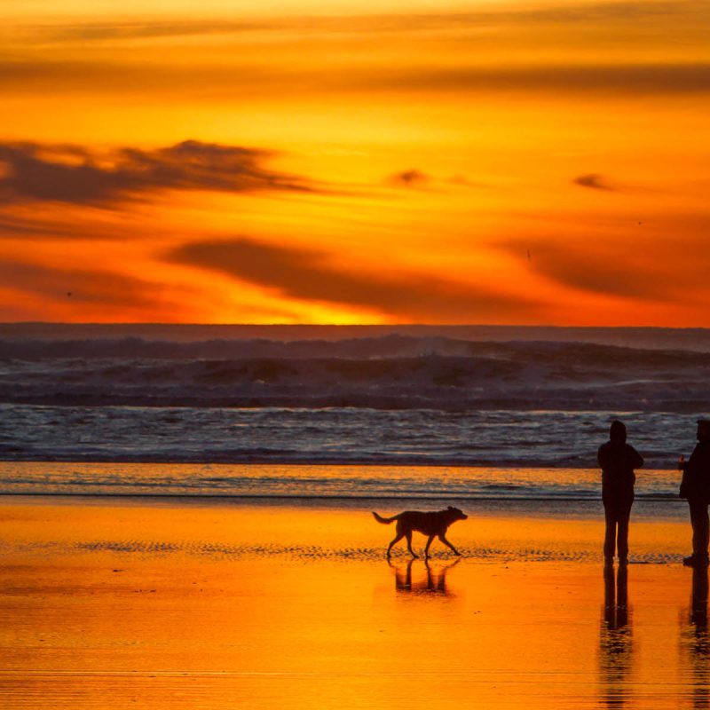 A sunset beach with two people walking their dog