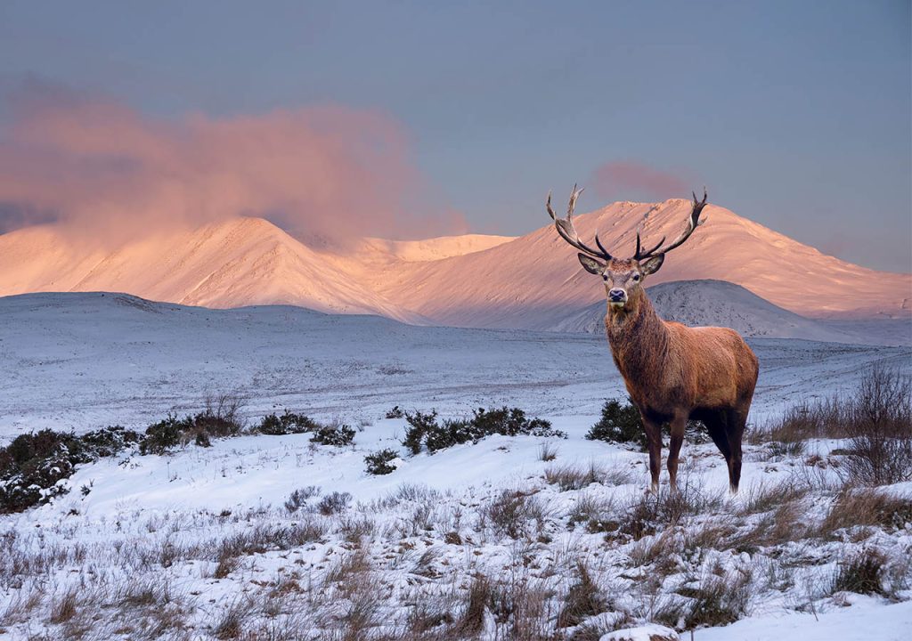 Snow capped mountains in Scotland with a stag in the foreground