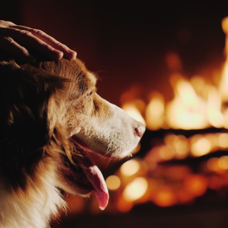 A dog sits by the fire in the hotel being patted by it's owner.