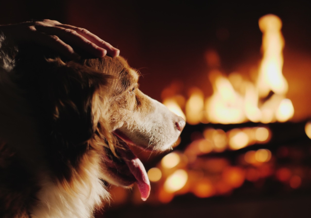 A dog sits by the fire in the hotel being patted by it's owner.
