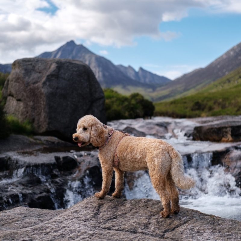 A dog stands on a rock over a river in a beautiful Scottish Glen on a Highland walk.