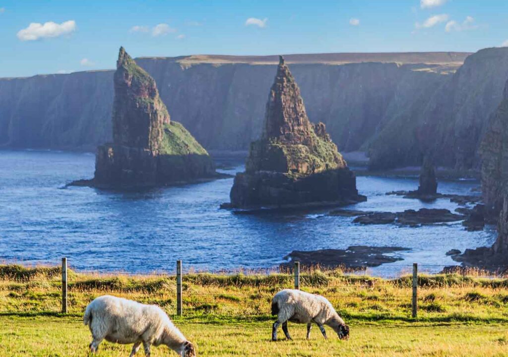 Duncansby stacks with sheep in the foreground.
