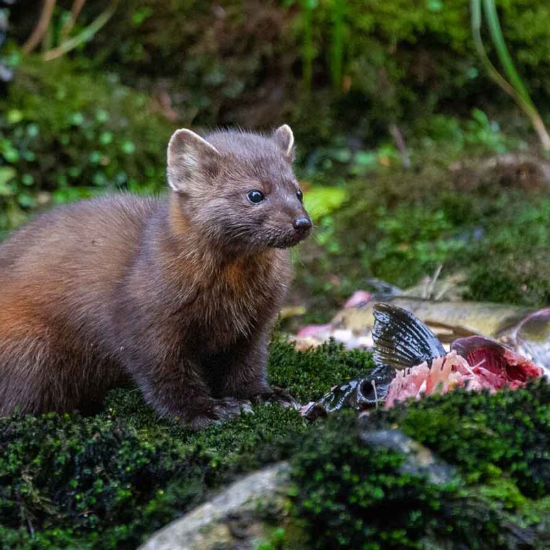 A pine martin in a woodland.
