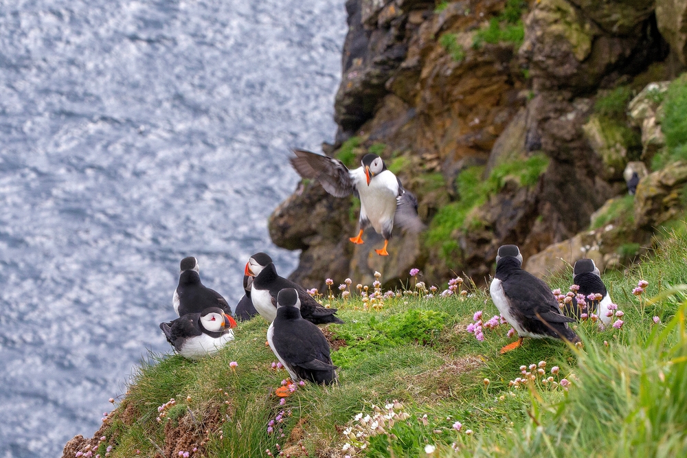 Puffins nesting on the cliff rocks on the coastline of the North Coast 500.
