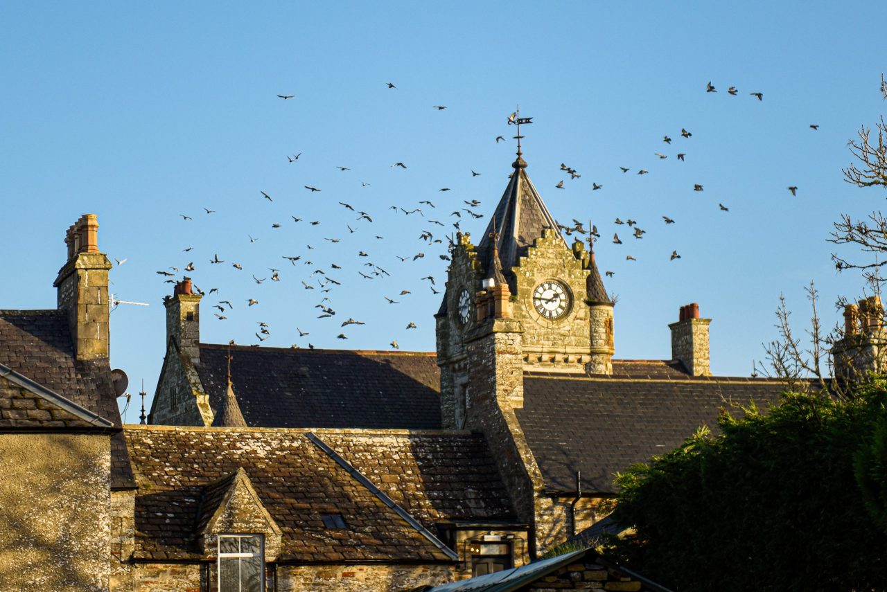 Ulbster Arms Hotel from outside with flock of birds